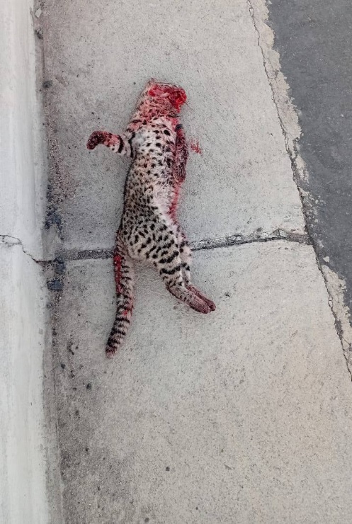 FAUNA ATROPLELLADA 2